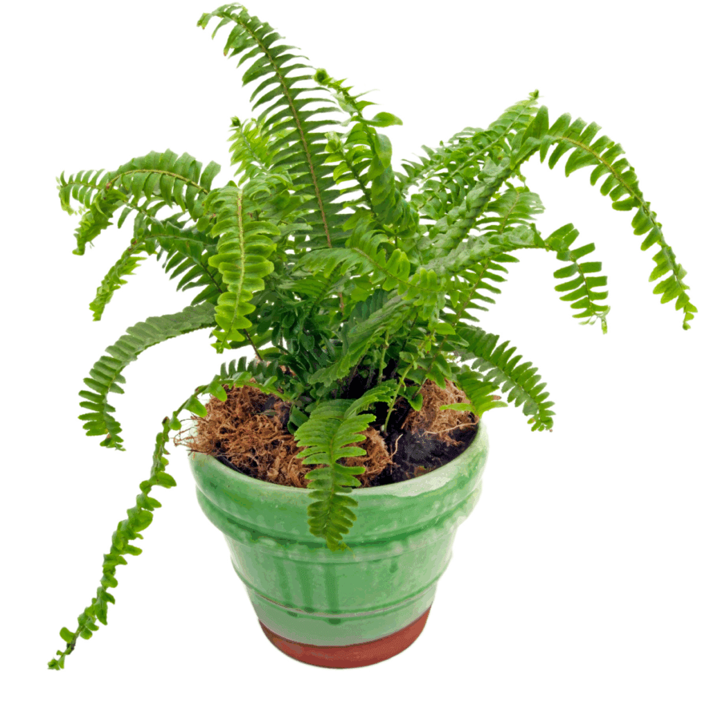 シダ類は風水的に「人間関係運」を改善する植物として知られています。私の家では、リビングルームの隅にシダを置いています