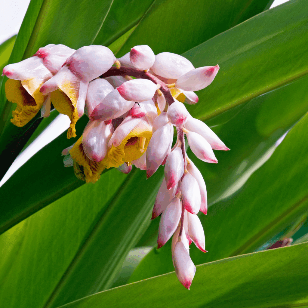 ゲットウは風水において「健康運」を高める植物とされています。その美しい葉と独特の香りは、家の中に良いエネルギーをもたらします。
