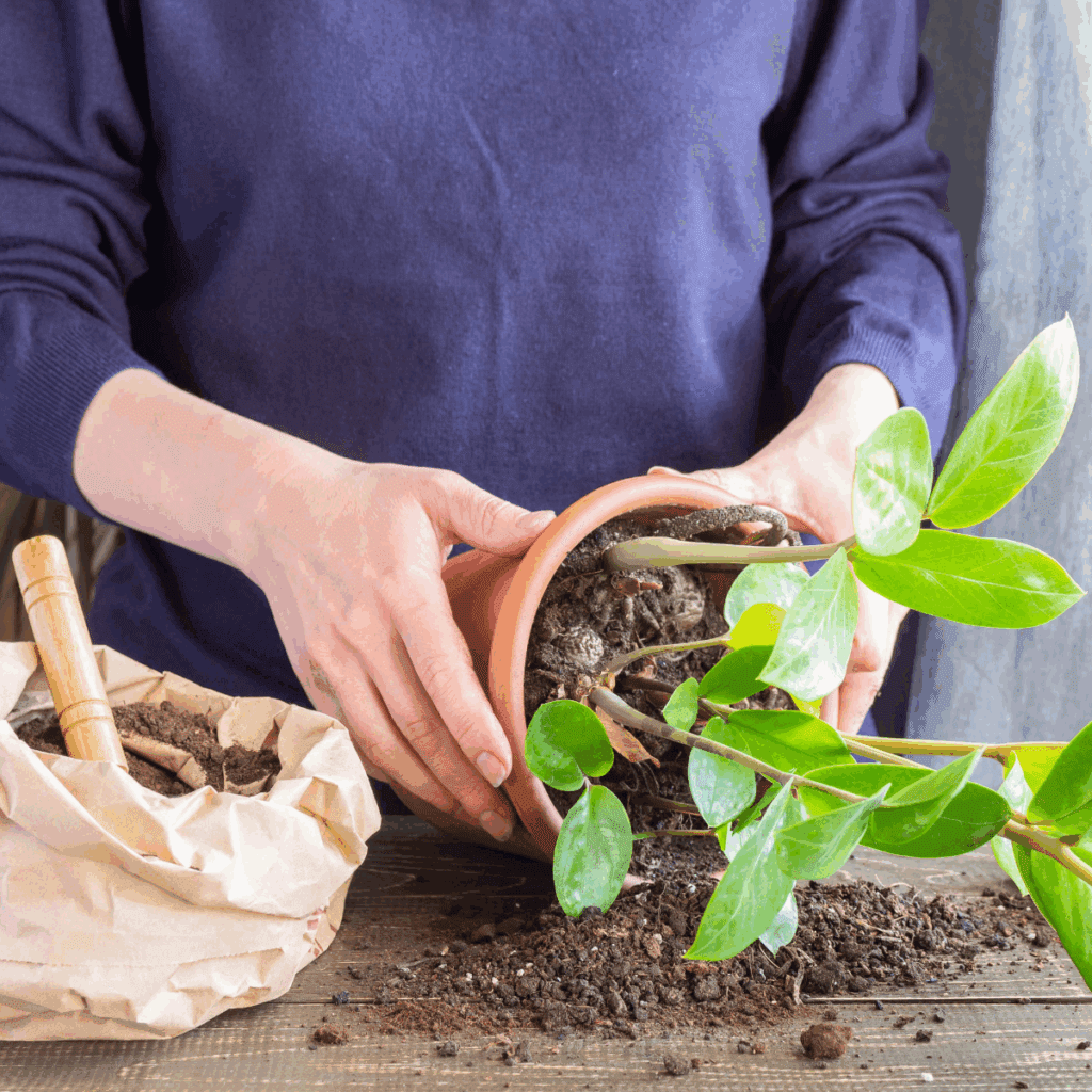 観葉植物の土は長期間使用すると栄養が失われたり、害虫の温床となることがあります。