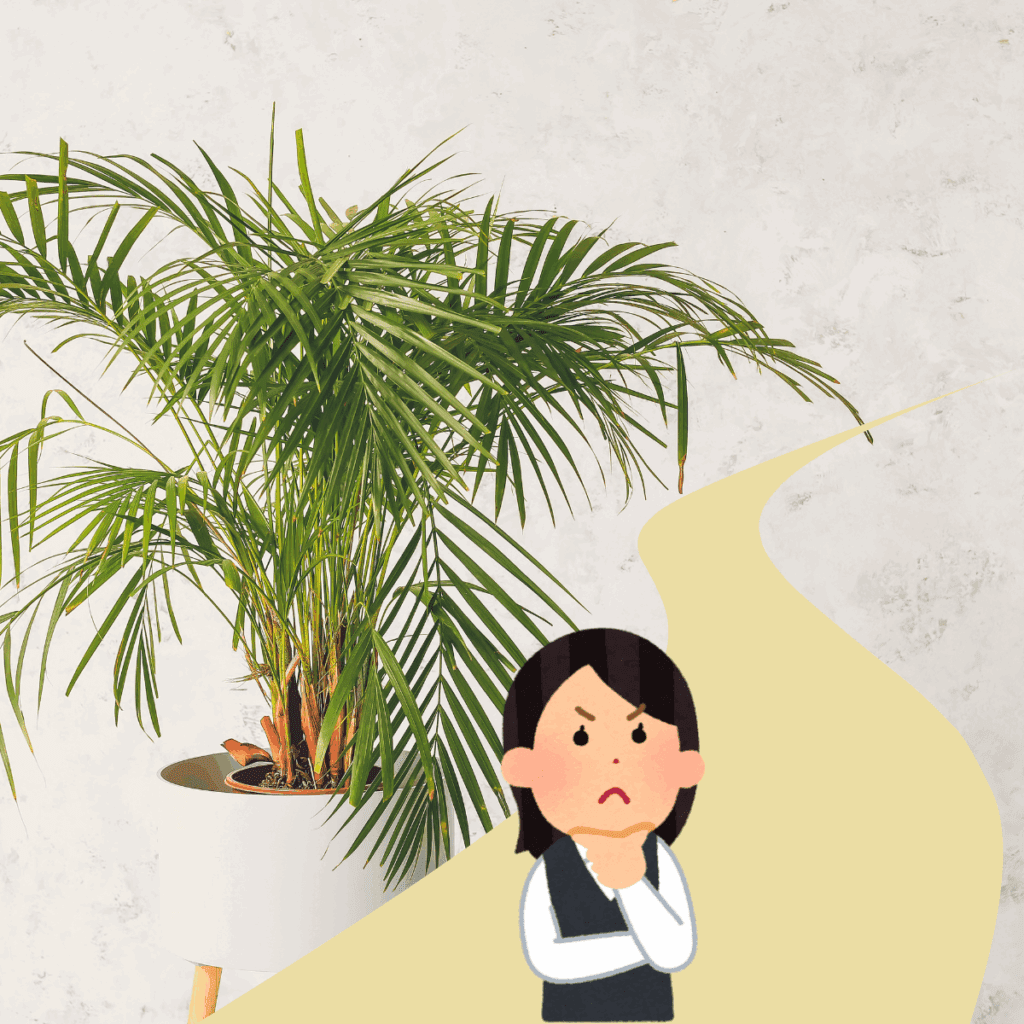 乾燥対策に霧吹き
水やりのタイミングを統一
置き場所を見直し
植え替えも実行