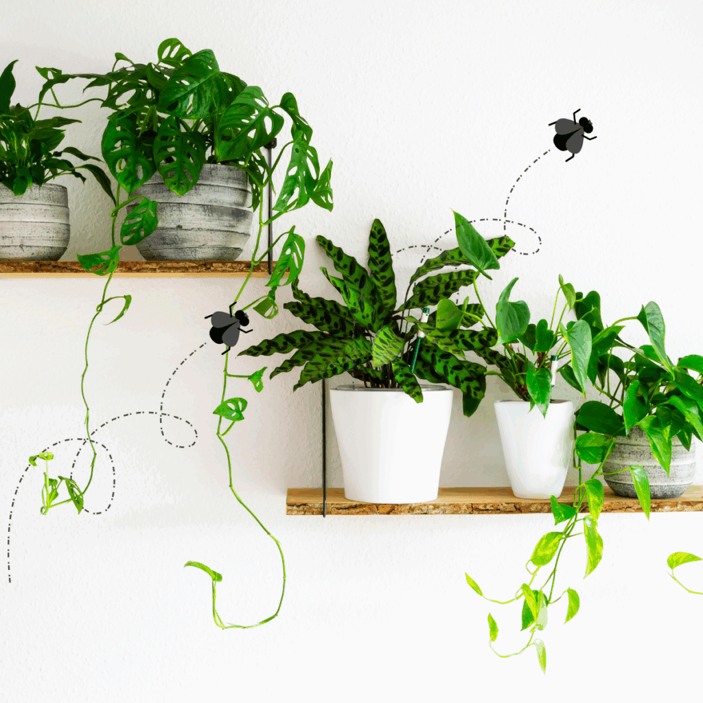 コバエはその小さな体と飛ぶ能力を活かし、観葉植物の土に繁殖することが多いです。特に以下の要素がコバエを引き寄せる原因となります。