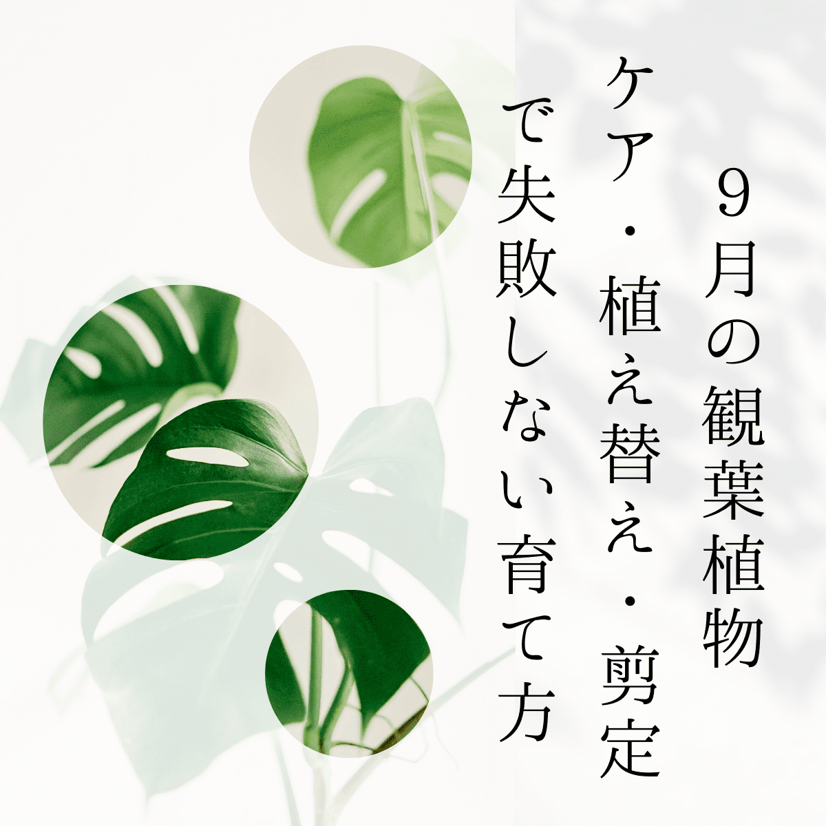 【初心者向け】9月の観葉植物ケア：植え替え・剪定で失敗しない育て方