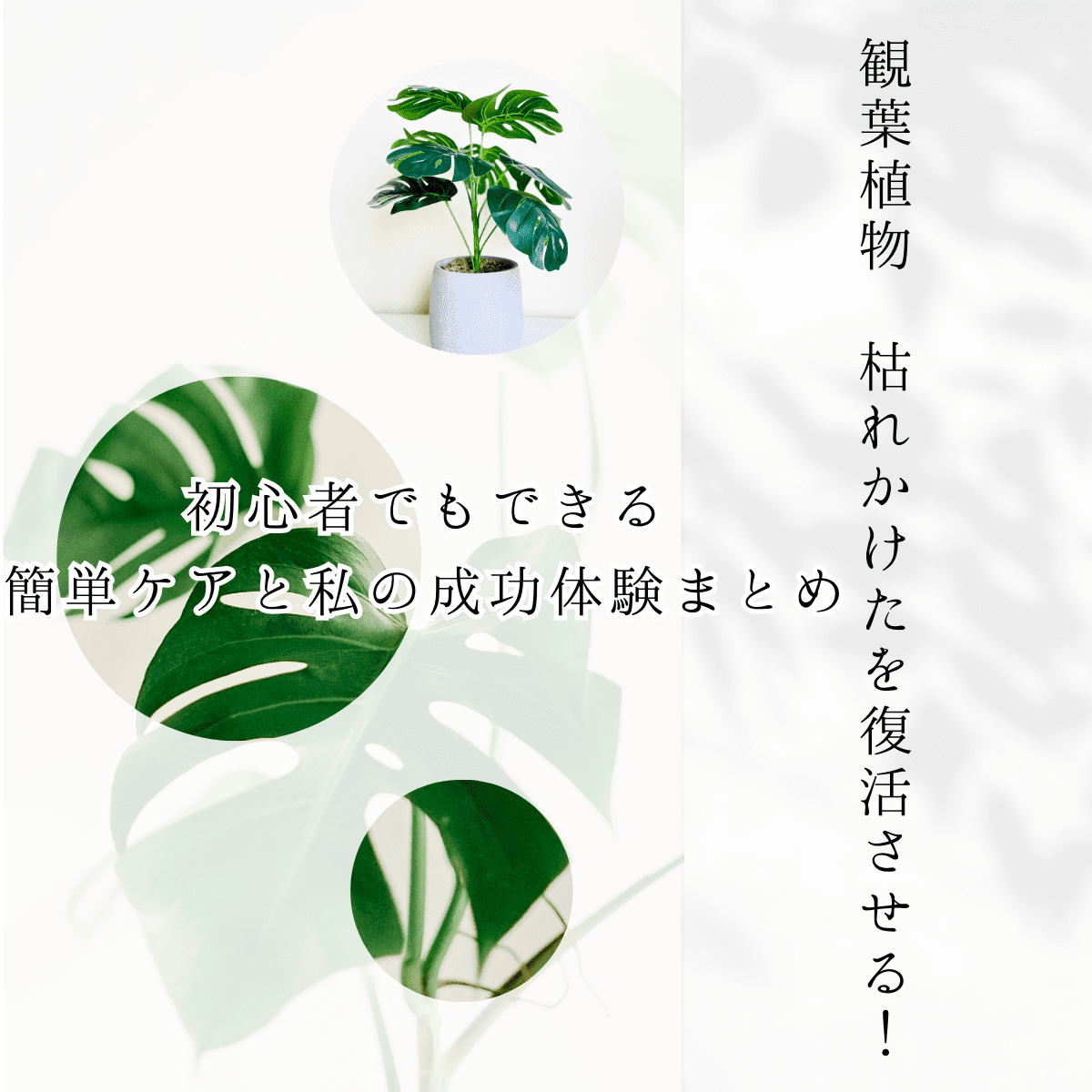 枯れかけでも、根や茎が生きていれば、復活のチャンスはまだまだあります。 私も何度も復活させてきた経験があるので、今回はその方法を初心者さんにもわかりやすくまとめますね。