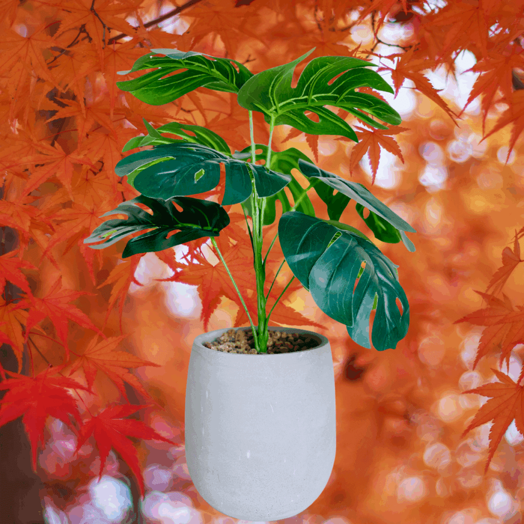 秋は観葉植物にとって、春から始まった成長期を締めくくる重要な時期です。
この時期を終えると、多くの植物は冬の休眠期に入り、新たな成長を控えるようになります。
だからこそ、9月は観葉植物の育て方における「転換期」と位置づけられます