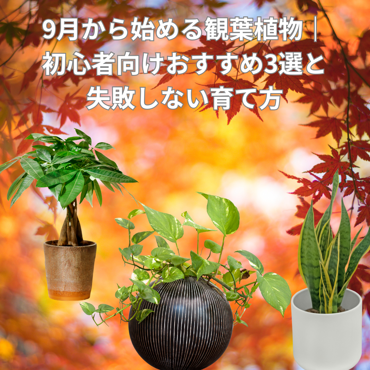 9月から始める観葉植物｜初心者向けおすすめ3選と失敗しない育て方