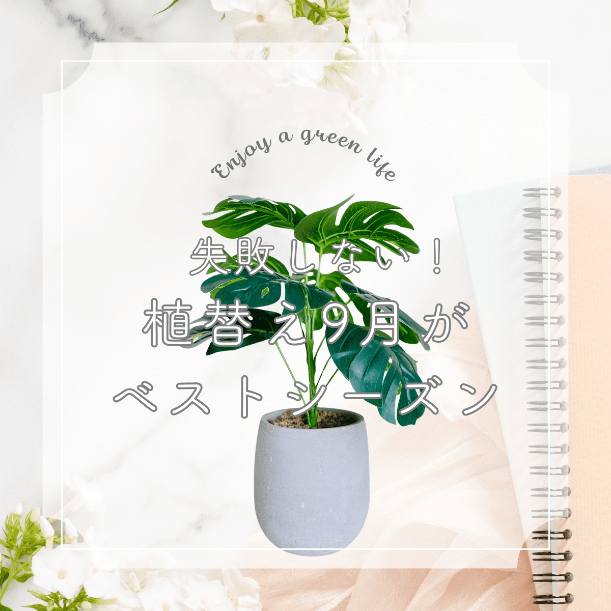 暑さのピークが過ぎ、秋の気配を感じる9月。 実は、この時期は観葉植物にとっても大切な「植え替え」と「お手入れ」のベストシーズンなんです。 夏の間に弱った株を元気にしたり、根詰まりした鉢を新しい環境に移してあげる絶好のタイミング。 この記事では、9月に行いたい観葉植物のお世話のポイントをわかりやすくご紹介します。
